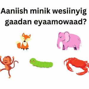 Aaniish minik wesiinyig gaadan eyaamowaad?